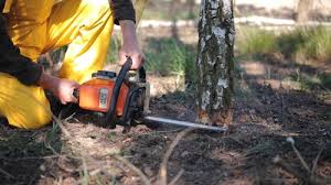 How Our Tree Care Process Works  in  Sunland Park, NM