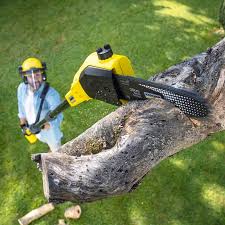 Best Landscape Design and Installation  in Sunland Park, NM