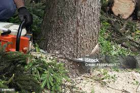 Best Tree Health Inspection  in Sunland Park, NM