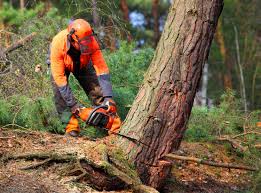 Best Lawn Disease Treatment  in Sunland Park, NM