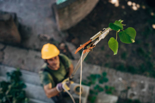 Best Tree Maintenance Programs  in Sunland Park, NM