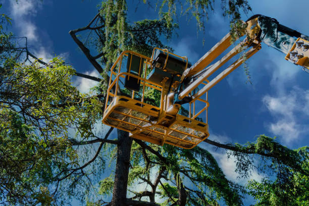 Best Commercial Tree Services  in Sunland Park, NM