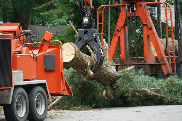 Best Arborist Consultation Services  in Sunland Park, NM