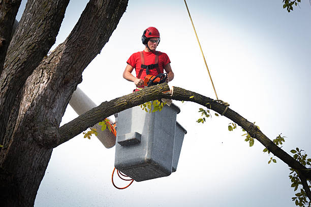 Best Hazardous Tree Removal  in Sunland Park, NM