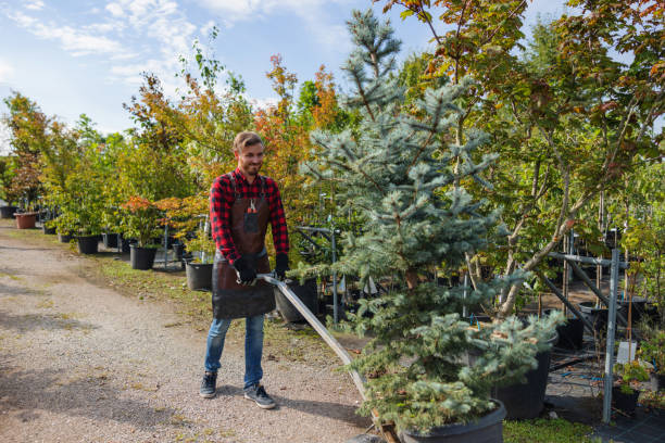 Best Arborist Consultation Services  in Sunland Park, NM