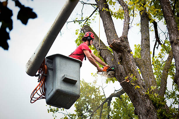 Best Tree Trimming and Pruning  in Sunland Park, NM