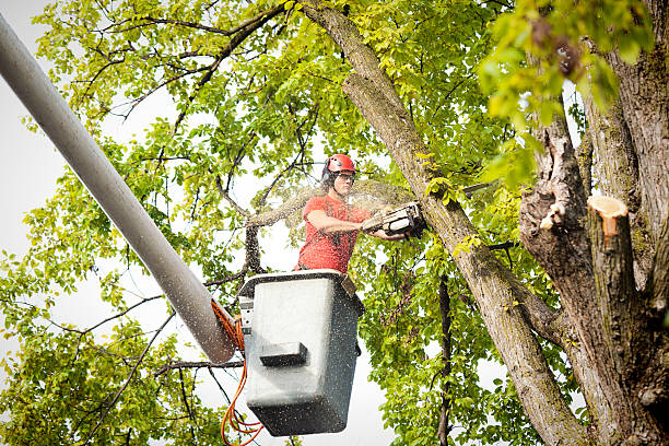 Best Emergency Tree Removal  in Sunland Park, NM